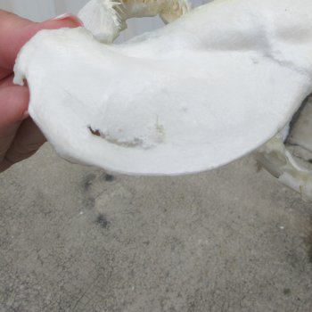 Authentic 7-1/2 inch Blacktip Shark Jaw (Carcharhinus limbatus)  for sale- $45