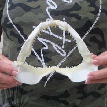 Authentic 7 inch Blacktip Shark Jaw (Carcharhinus limbatus)  for sale- $45