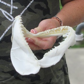 Authentic 7 inch Blacktip Shark Jaw (Carcharhinus limbatus)  for sale- $45