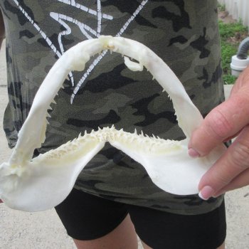 Authentic 7 inch Blacktip Shark Jaw (Carcharhinus limbatus)  for sale- $45