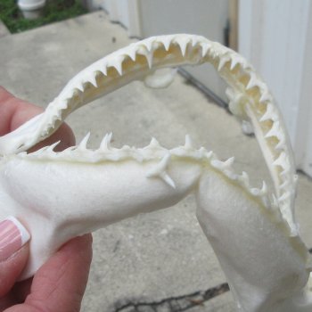 Authentic 7 inch Blacktip Shark Jaw (Carcharhinus limbatus)  for sale- $45