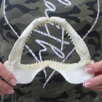 Authentic 7-1/2 inch Blacktip Shark Jaw (Carcharhinus limbatus)  for sale- $45