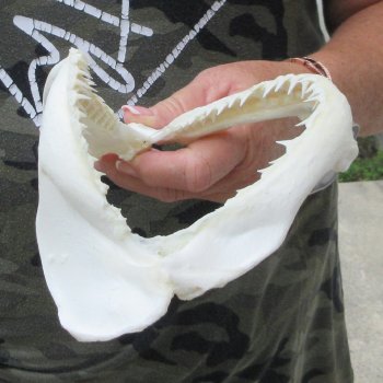 Authentic 7-1/2 inch Blacktip Shark Jaw (Carcharhinus limbatus)  for sale- $45