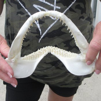 Authentic 7-1/2 inch Blacktip Shark Jaw (Carcharhinus limbatus)  for sale- $45