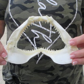 Authentic 7-1/2 inch Blacktip Shark Jaw (Carcharhinus limbatus)  for sale- $45