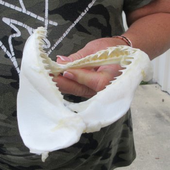 Authentic 7-1/2 inch Blacktip Shark Jaw (Carcharhinus limbatus)  for sale- $45