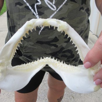 Authentic 7-1/2 inch Blacktip Shark Jaw (Carcharhinus limbatus)  for sale- $45