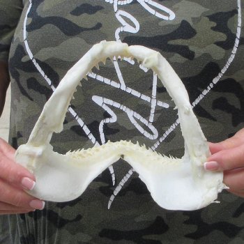 Authentic 7-1/2 inch Blacktip Shark Jaw (Carcharhinus limbatus)  for sale- $45