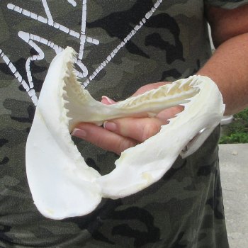 Authentic 7-1/2 inch Blacktip Shark Jaw (Carcharhinus limbatus)  for sale- $45