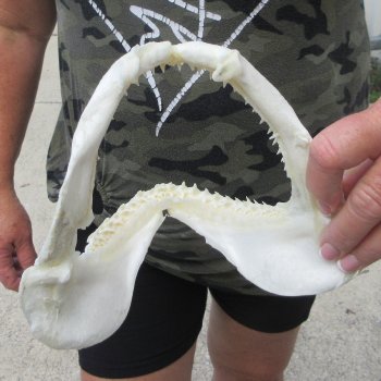 Authentic 7-1/2 inch Blacktip Shark Jaw (Carcharhinus limbatus)  for sale- $45