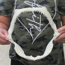 Authentic 10 inch B...
