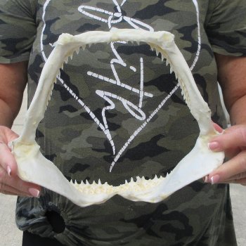 Authentic 10 inch Blacktip Shark Jaw (Carcharhinus limbatus)  for sale- $90