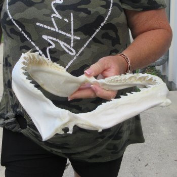 Authentic 10 inch Blacktip Shark Jaw (Carcharhinus limbatus)  for sale- $90