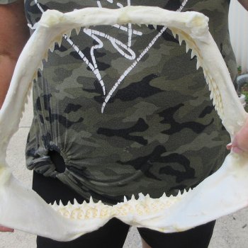 Authentic 10 inch Blacktip Shark Jaw (Carcharhinus limbatus)  for sale- $90