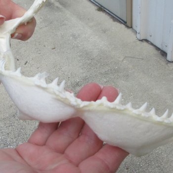Authentic 10 inch Blacktip Shark Jaw (Carcharhinus limbatus)  for sale- $90