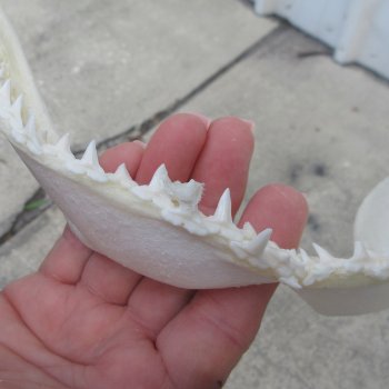 Authentic 10 inch Blacktip Shark Jaw (Carcharhinus limbatus)  for sale- $90