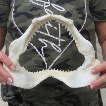 Authentic 10-1/2 inch Blacktip Shark Jaw (Carcharhinus limbatus)  for sale- $90
