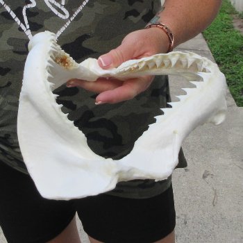 Authentic 10-1/2 inch Blacktip Shark Jaw (Carcharhinus limbatus)  for sale- $90