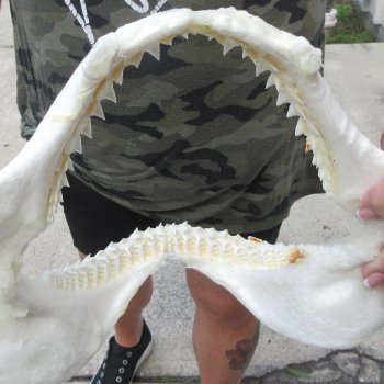 Authentic 10-1/2 inch Blacktip Shark Jaw (Carcharhinus limbatus)  for sale- $90