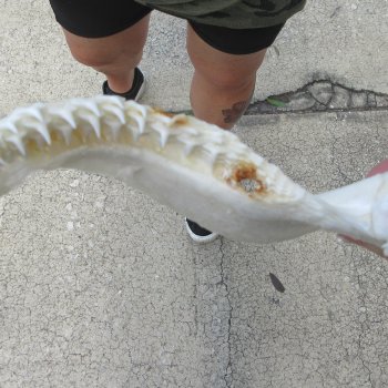 Authentic 10-1/2 inch Blacktip Shark Jaw (Carcharhinus limbatus)  for sale- $90