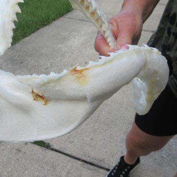 Authentic 10-1/2 inch Blacktip Shark Jaw (Carcharhinus limbatus)  for sale- $90