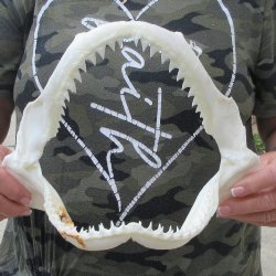 Authentic 10 inch B...