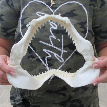 Authentic 10 inch Blacktip Shark Jaw (Carcharhinus limbatus)  for sale- $90