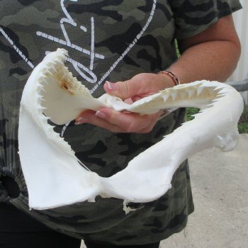 Authentic 10 inch Blacktip Shark Jaw (Carcharhinus limbatus)  for sale- $90