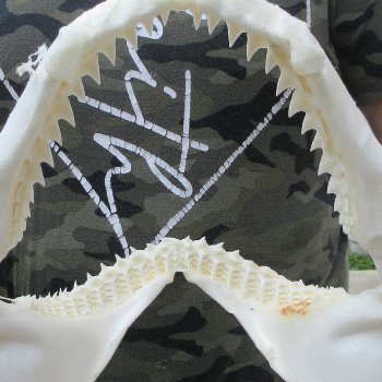 Authentic 10 inch Blacktip Shark Jaw (Carcharhinus limbatus)  for sale- $90