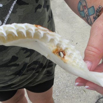 Authentic 10 inch Blacktip Shark Jaw (Carcharhinus limbatus)  for sale- $90