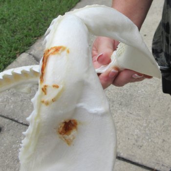Authentic 10 inch Blacktip Shark Jaw (Carcharhinus limbatus)  for sale- $90