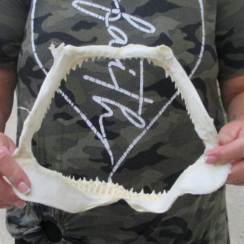 Authentic 9-1/2 inch Blacktip Shark Jaw (Carcharhinus limbatus)  for sale- $75