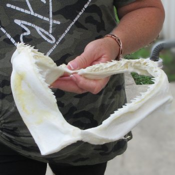 Authentic 9-1/2 inch Blacktip Shark Jaw (Carcharhinus limbatus)  for sale- $75