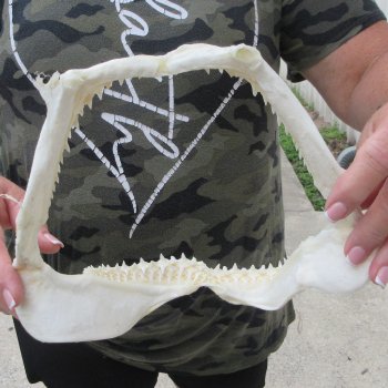 Authentic 9-1/2 inch Blacktip Shark Jaw (Carcharhinus limbatus)  for sale- $75