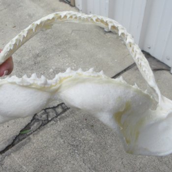 Authentic 9-1/2 inch Blacktip Shark Jaw (Carcharhinus limbatus)  for sale- $75