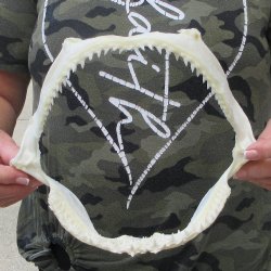 Authentic 10 inch B...