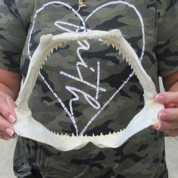 Authentic 10 inch Blacktip Shark Jaw (Carcharhinus limbatus)  for sale- $90