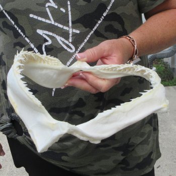Authentic 10 inch Blacktip Shark Jaw (Carcharhinus limbatus)  for sale- $90