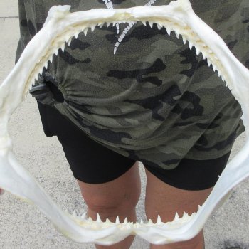 Authentic 10 inch Blacktip Shark Jaw (Carcharhinus limbatus)  for sale- $90