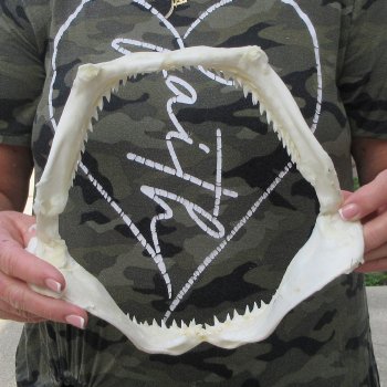 Authentic 9-1/2 inch Blacktip Shark Jaw (Carcharhinus limbatus)  for sale- $75
