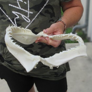 Authentic 9-1/2 inch Blacktip Shark Jaw (Carcharhinus limbatus)  for sale- $75