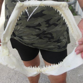 Authentic 9-1/2 inch Blacktip Shark Jaw (Carcharhinus limbatus)  for sale- $75