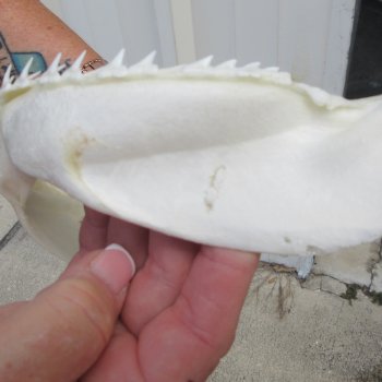Authentic 9-1/2 inch Blacktip Shark Jaw (Carcharhinus limbatus)  for sale- $75