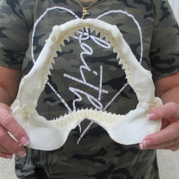 Authentic 9-1/2 inch Blacktip Shark Jaw (Carcharhinus limbatus)  for sale- $75