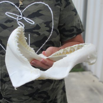 Authentic 9-1/2 inch Blacktip Shark Jaw (Carcharhinus limbatus)  for sale- $75