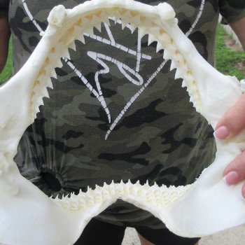 Authentic 9-1/2 inch Blacktip Shark Jaw (Carcharhinus limbatus)  for sale- $75