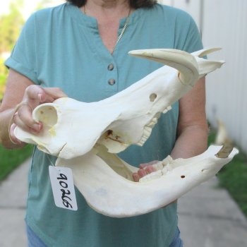African Warthog Skull with 9" Ivory Tusks 