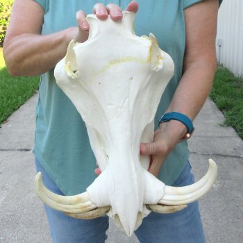 African Warthog Skull with 9" Ivory Tusks 
