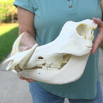 African Warthog Skull with 9" Ivory Tusks 