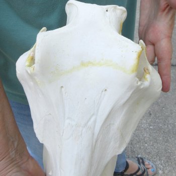 African Warthog Skull with 9" Ivory Tusks 